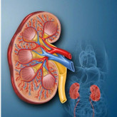 تصویر پکیج رفع سنگ کلیه گیاهی