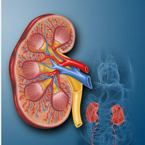 تصویر پکیج رفع سنگ کلیه گیاهی